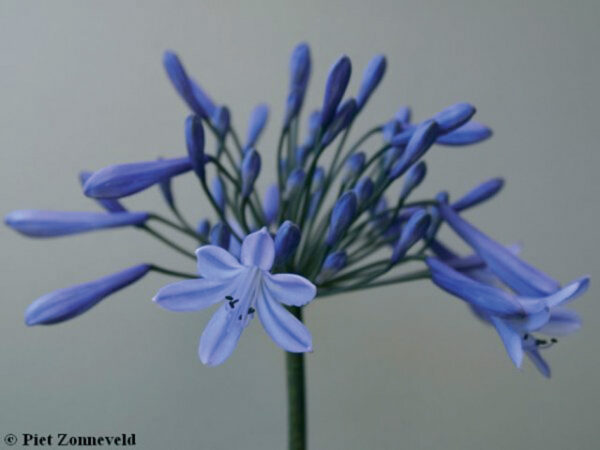 Agapanthus Doctor Brouwer