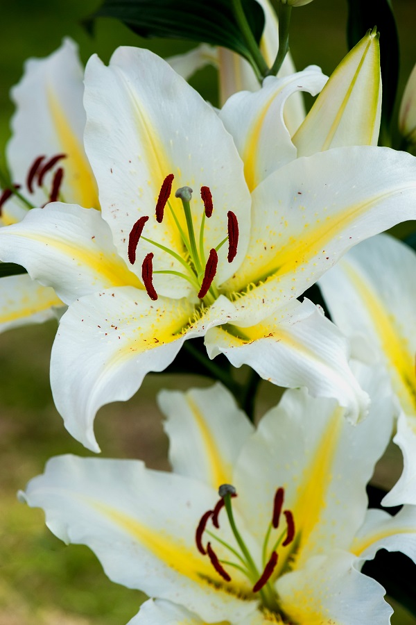 Lily Baferrari oriental lily with white petals and a yellow central stripe