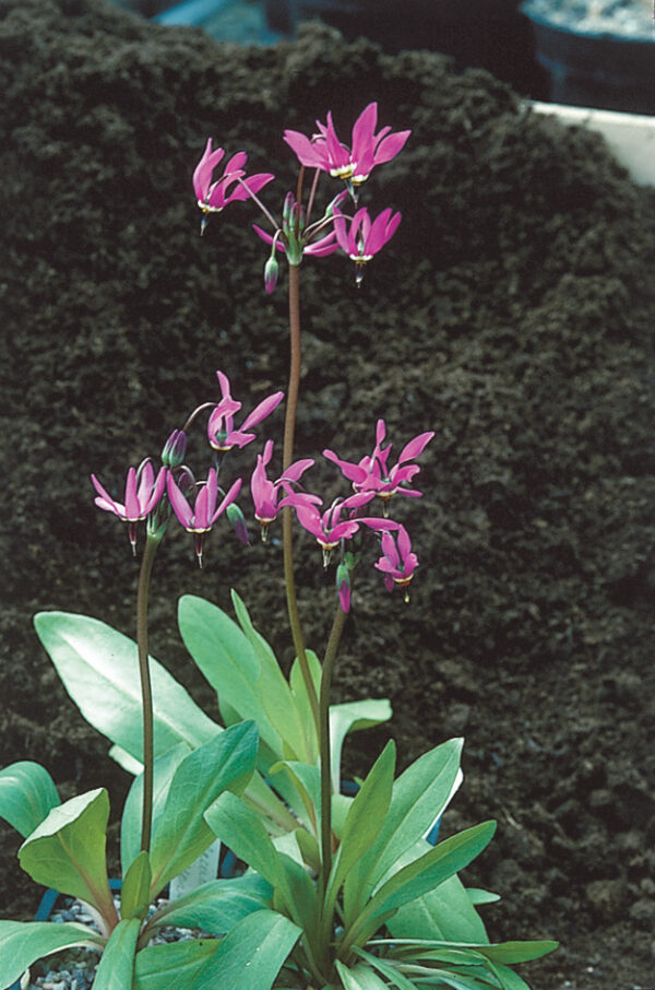 Dodecatheon meadia AGM
