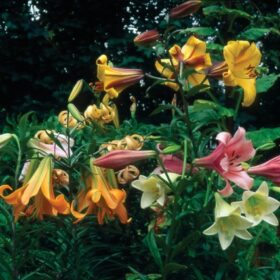 Fragrant Trumpet Lily Collection