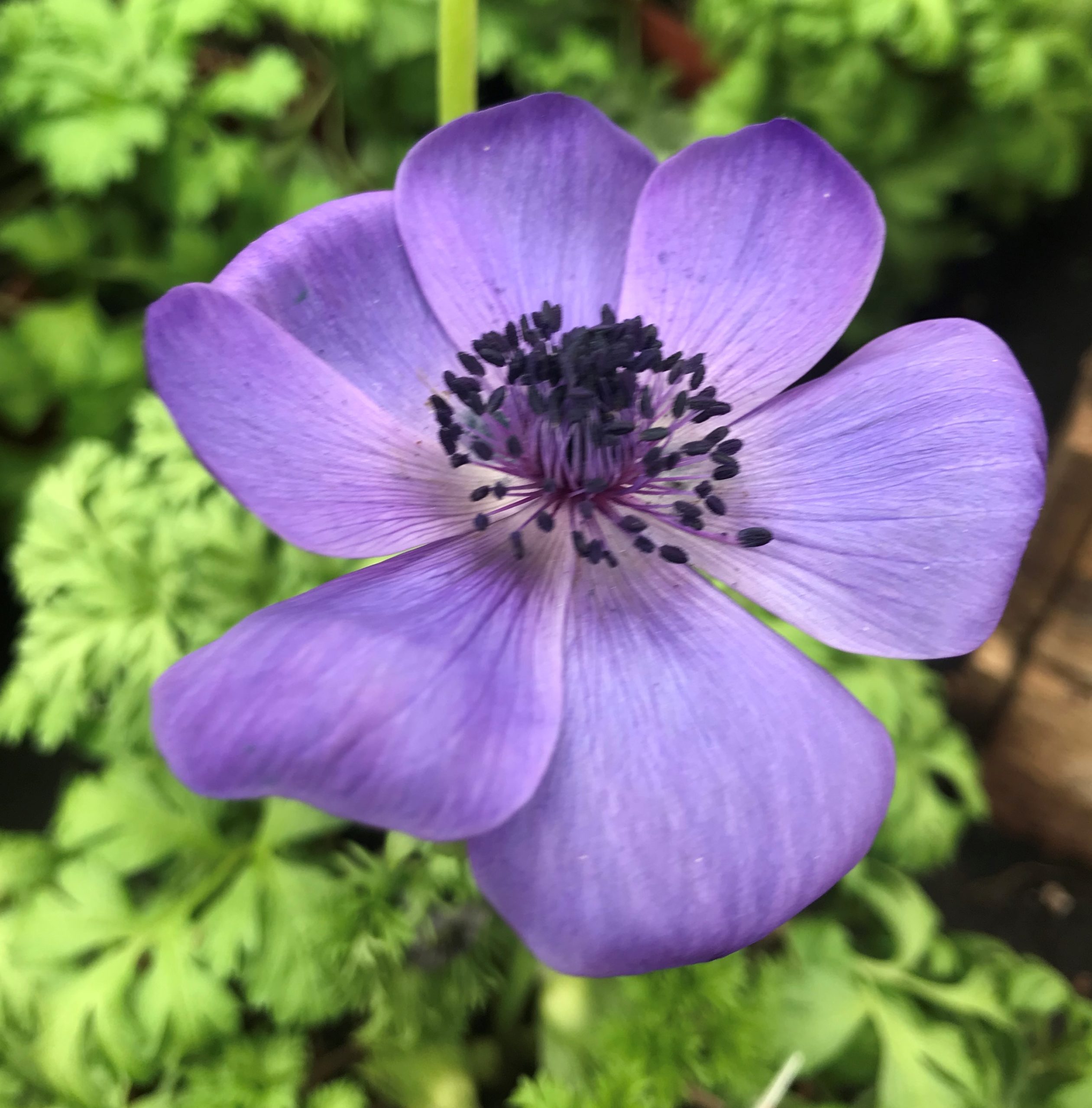 Anemone De Caen, ideal for the garden or containers, good cutflowers