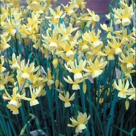 Daffodil Division 5 Triandrus Hawera AGM