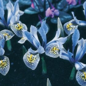 Iris Dwarf/Reticulata Katharine Hodgkin AGM
