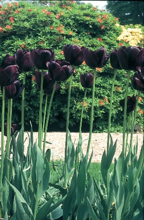 Purple Tulip Blend