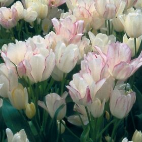 Tulip Multiflora Candy Club