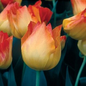 Tulip Dwarf Early Easter Surprise AGM