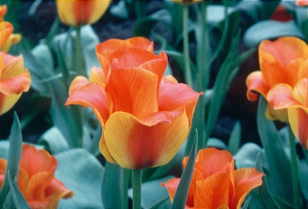 Tulip Dwarf Early United States
