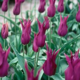 Tulip Lily Flowered Burgundy