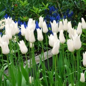 Tulip Lily Flowered White Triumphator AGM
