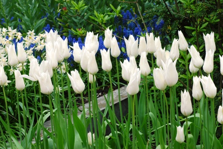 Tulip Lily Flowered White Triumphator AGM