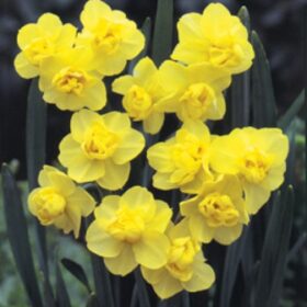 Daffodil Division 4 Double Daffodils Yellow Cheerfulness AGM