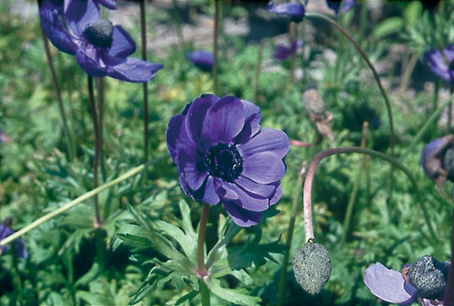 Anemone De Caen Mr Fokker produces gorgeous blue flowers