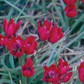 Tulip Specie Little Beauty AGM