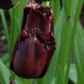 Tulip Fringed Cuban-Night