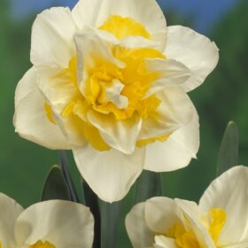 Daffodil Division 4 Double Daffodils White Lion