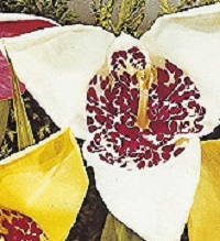 Tigridia pavonia Alba Grandiflora