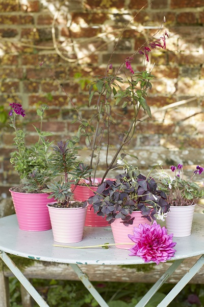 Sophie Conran set of 5 Ombre Pots in Raspberry