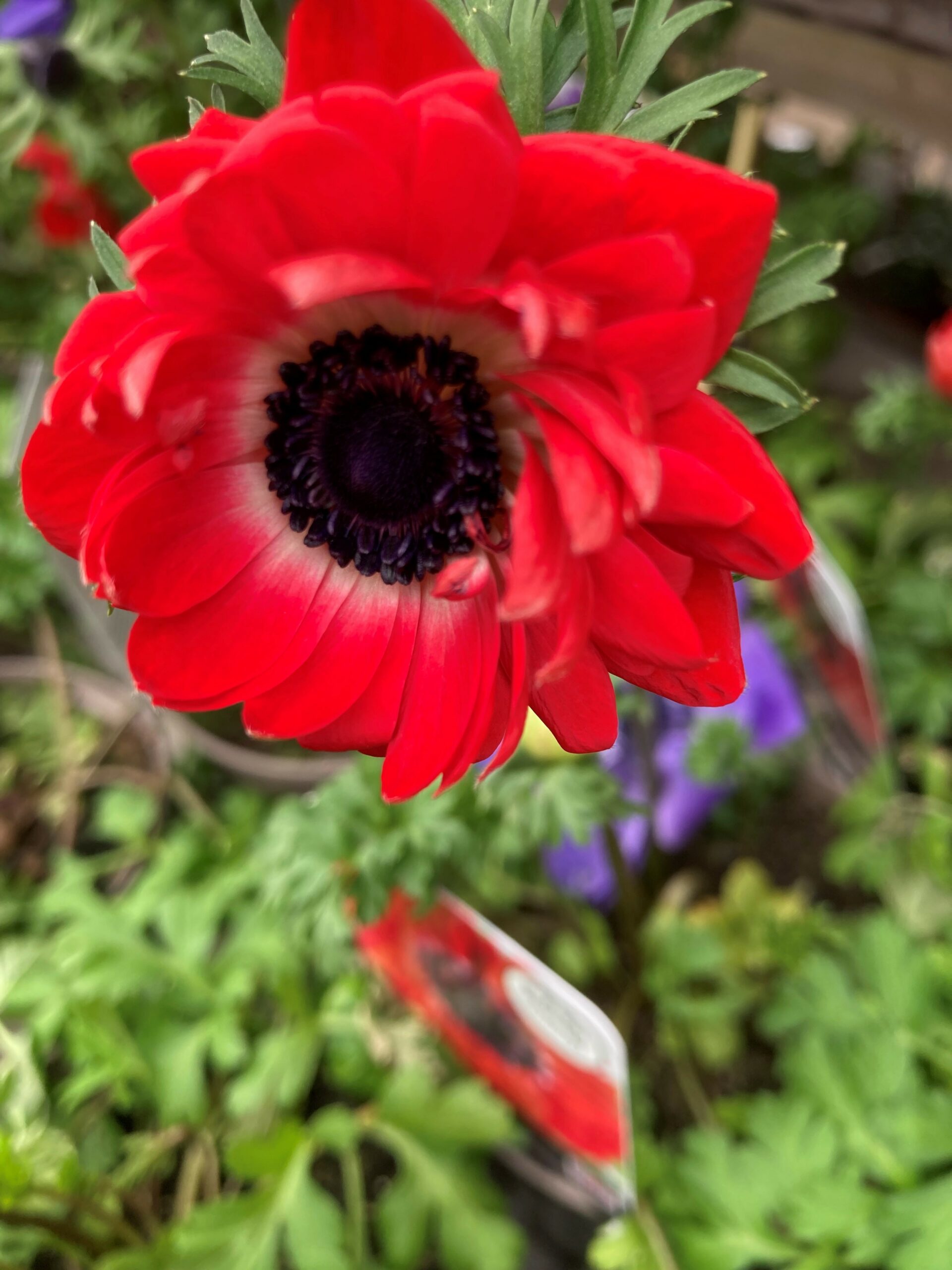 Anemone De Caen Hollandia ideal cutflower and container planting