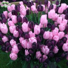 Tulip Cut Flower/Border Partners - Queen of Night and Pink Diamond