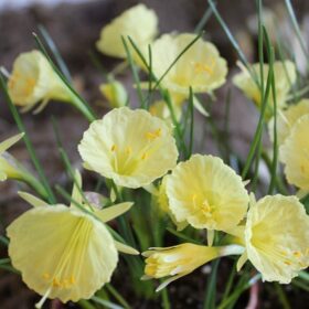 Daffodil Division 10 Species Julia Jane