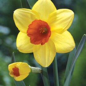 Daffodil Division 2 Large Cupped Red Devon