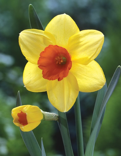 Daffodil Division 2 Large Cupped Red Devon