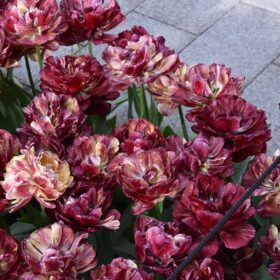 Tulip Double Early Nachtwacht