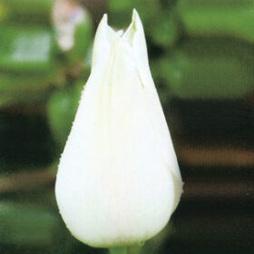 Tulip Historical Alba Regalis