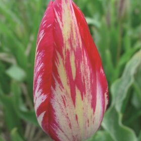 Tulip Rembrandt Bridesmaid