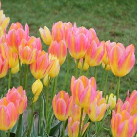 Tulip Multiflora Antoinette