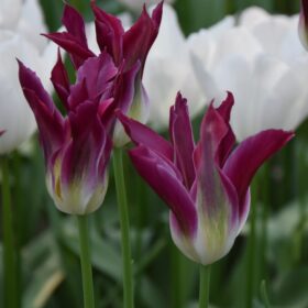 tulip Purple dance