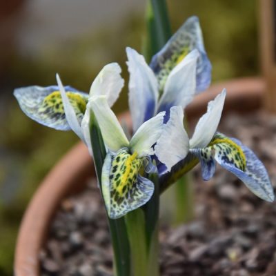 Iris Dwarf/Reticulata Splish Splash