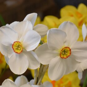 Daffodil Division 9 Poeticus Actaea AGM