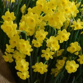 Daffodil Division 10 Species More and More