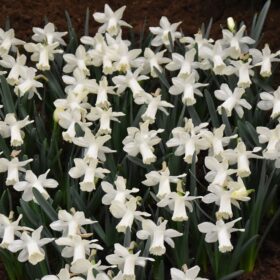 Daffodil Division 1 Trumpet Snow Baby OFFER £19.50 PER 50 BULBS
