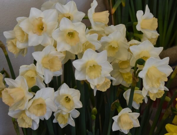Daffodil Division 7 Jonquilla Sweet Smiles