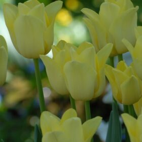 Tulip Triumph Limelight (World Friendship)