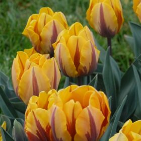 Tulip Triumph Princess Margriet