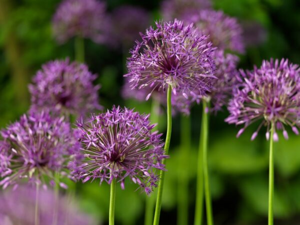 Allium Purple Rain