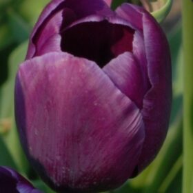 Tulip Breeder Corinna