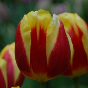 Tulip Historical Keizerskroon
