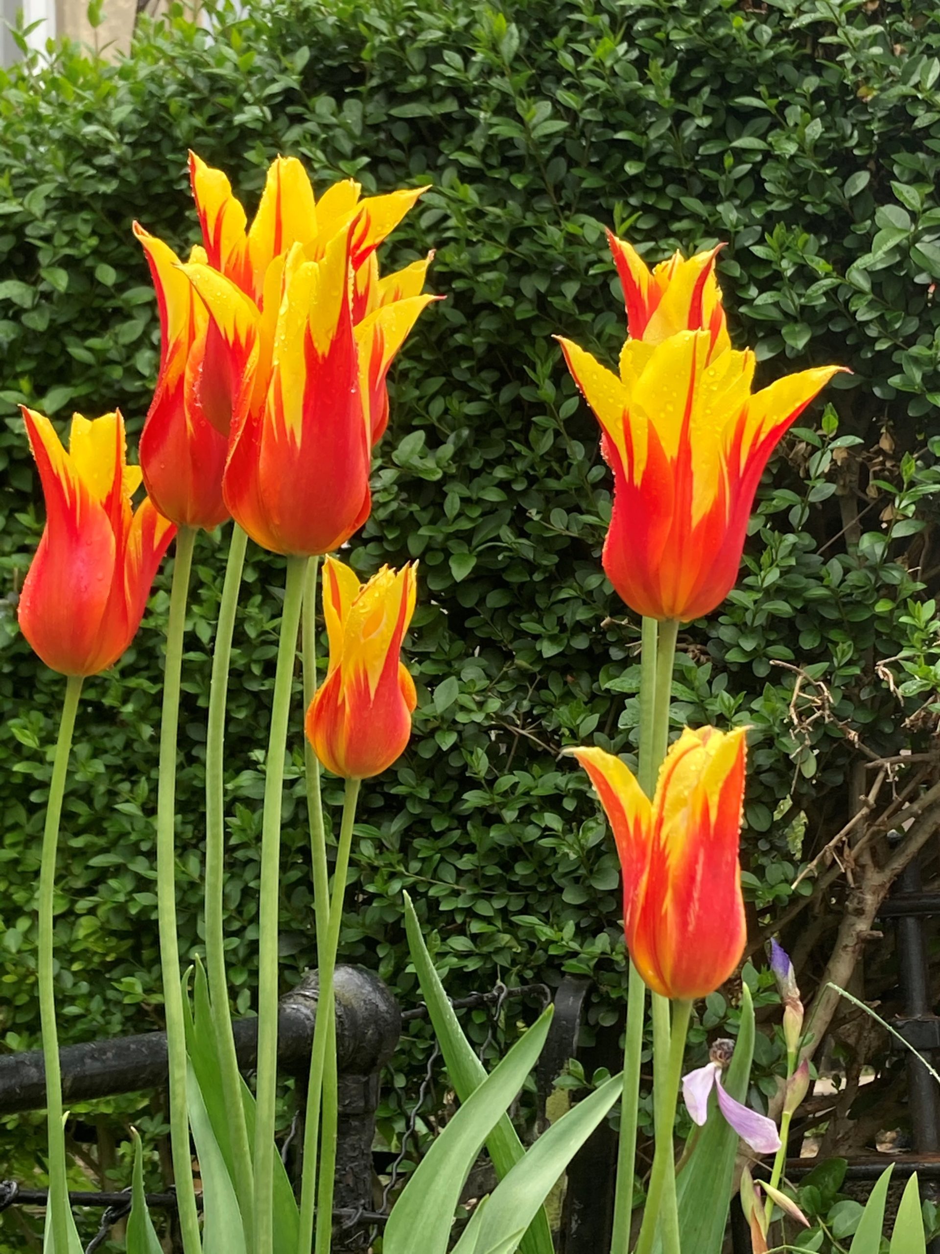 Simply Tulips – buy online or call 01782 844351