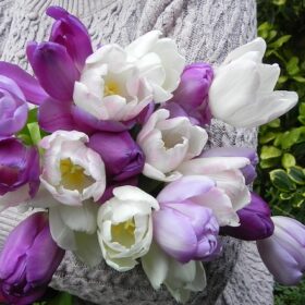 Tulip Purple Blend 30 bulbs