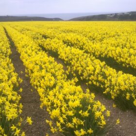 Fragrant Cornish Daffodils - 200 bulbs only £12.95
