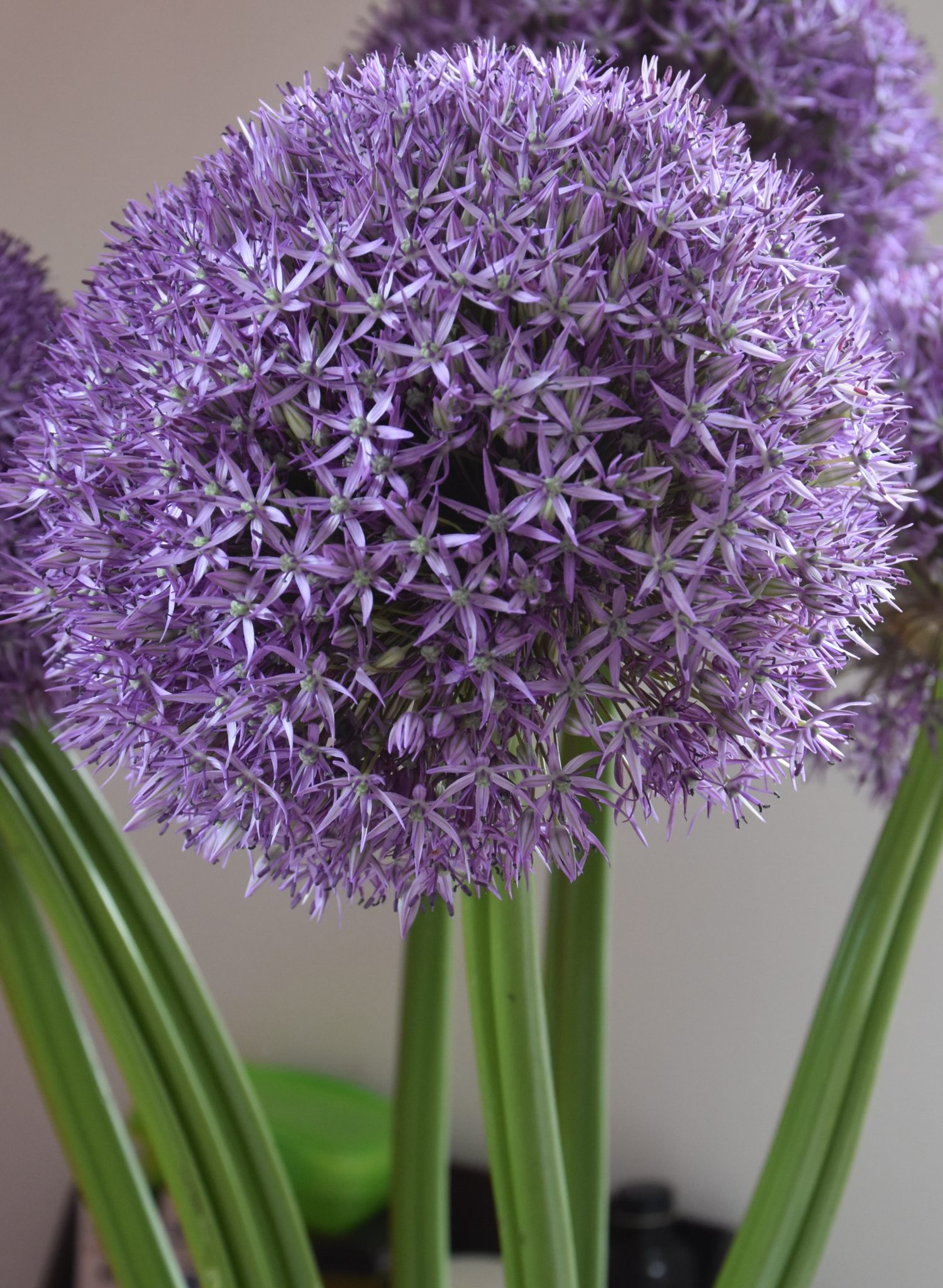 Allium Pinball Wizard is ideal for cutflower or growing in ...